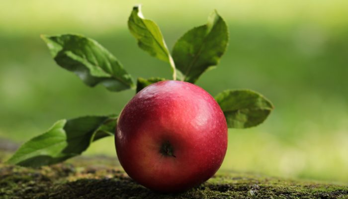 What are apples for?